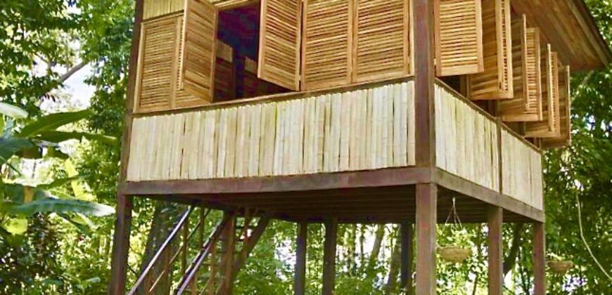 Matapalo Dream Property Osa Peninsula