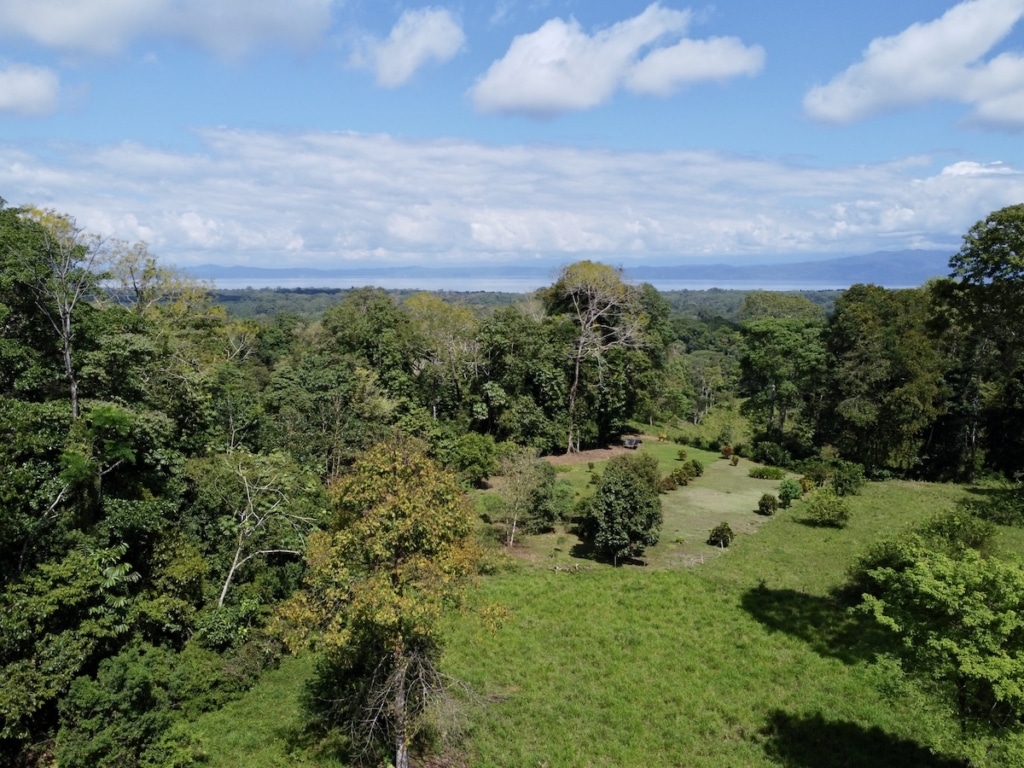 Mango, guava, and citrus trees on estate property