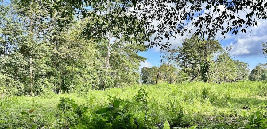 Ideal Osa Peninsula Property for Estate or Homestead