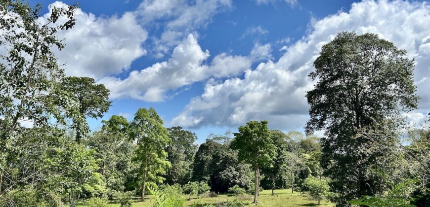 Ideal Osa Peninsula Property for Estate or Homestead