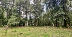 Ideal Osa Peninsula Property for Estate or Homestead