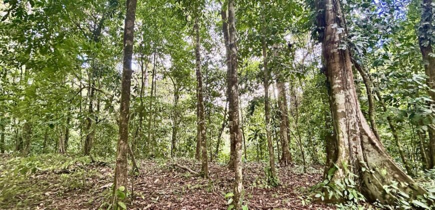 Ideal Osa Peninsula Property for Estate or Homestead