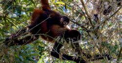 Spectacular Rainforest and Ocean View Retreat