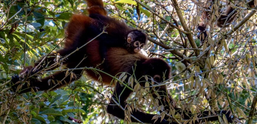 Spectacular Rainforest and Ocean View Retreat