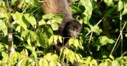Spectacular Rainforest and Ocean View Retreat