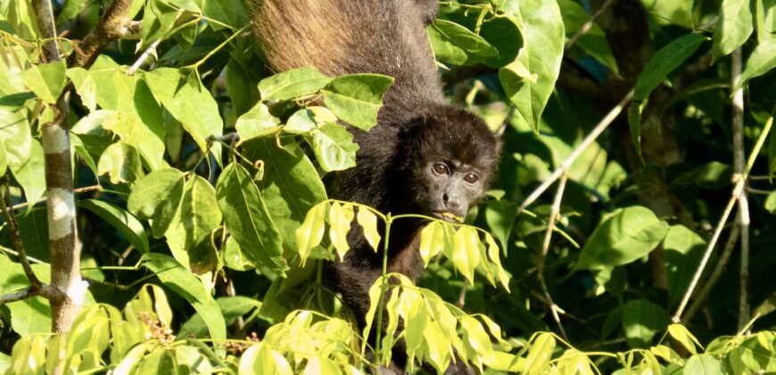 Spectacular Rainforest and Ocean View Retreat
