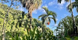 Spectacular Rainforest and Ocean View Retreat