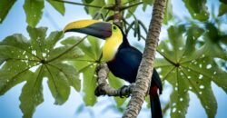 Spectacular Rainforest and Ocean View Retreat