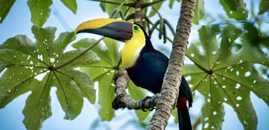 Spectacular Rainforest and Ocean View Retreat