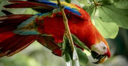 Spectacular Rainforest and Ocean View Retreat