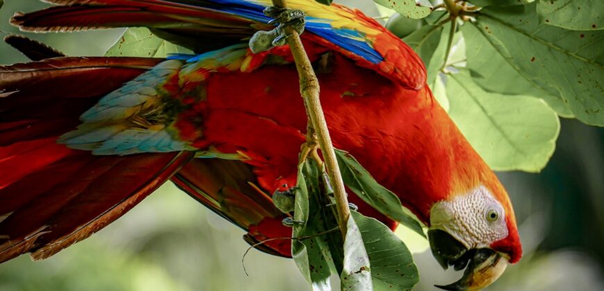 Spectacular Rainforest and Ocean View Retreat