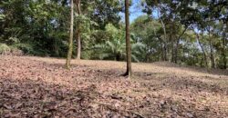 Matapalo Ocean and Forest View Lots