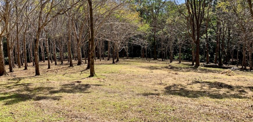 Matapalo Ocean and Forest View Lots