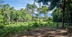 Matapalo Ocean and Forest View Lots