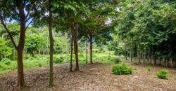 Matapalo Ocean and Forest View Lots