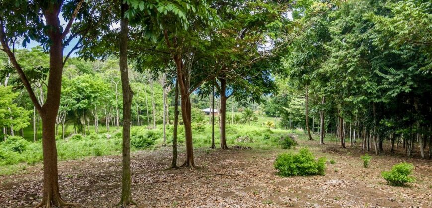Matapalo Ocean and Forest View Lots