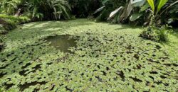 Stunning Ocean View Property