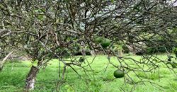 Titled Lot in Nice Beach Community