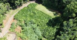 Spectacular Coastal Rainforest Estate Property