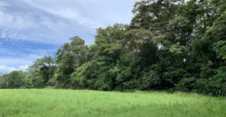 Tropical Farmland 21 Acres