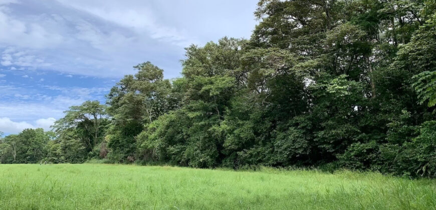 Tropical Farmland 21 Acres