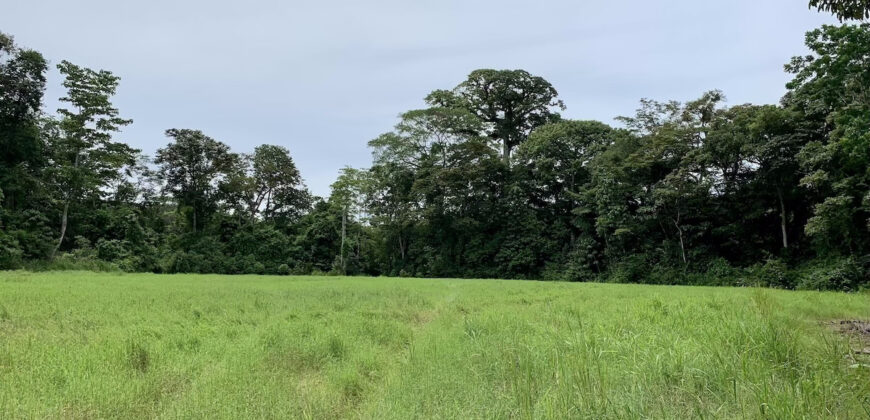 Tropical Farmland 21 Acres