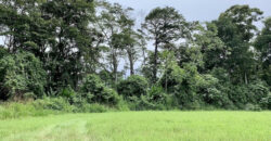 Tropical Farmland 21 Acres