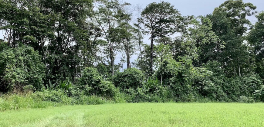 Tropical Farmland 21 Acres