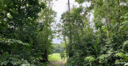 Tropical Farmland 21 Acres