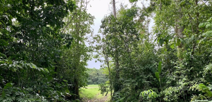 Tropical Farmland 21 Acres