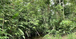 Tropical Farmland 21 Acres