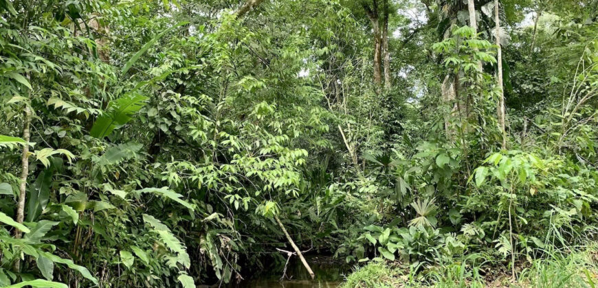 Tropical Farmland 21 Acres