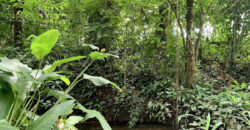 Tropical Farmland 21 Acres