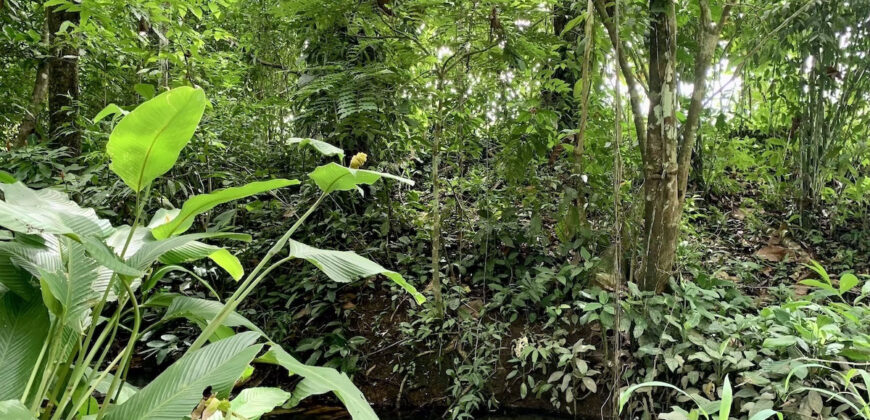 Tropical Farmland 21 Acres