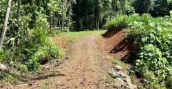 Spectacular Coastal Rainforest Estate Property