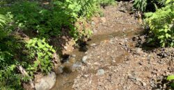 Spectacular Coastal Rainforest Estate Property