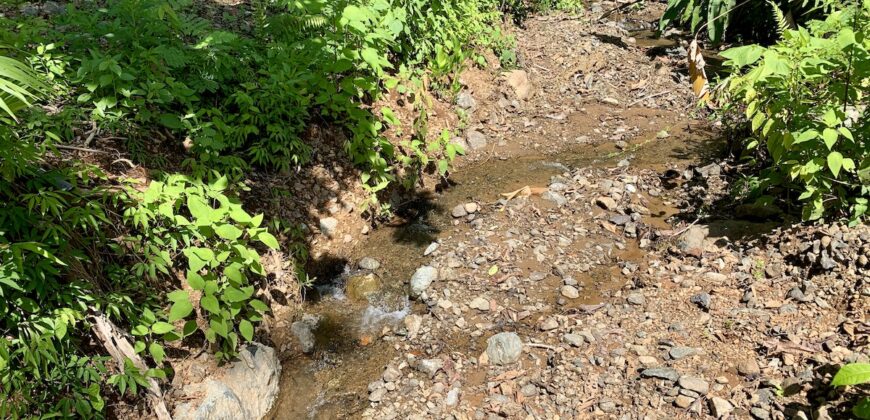 Spectacular Coastal Rainforest Estate Property