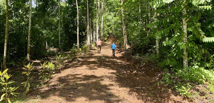 Spectacular Coastal Rainforest Estate Property