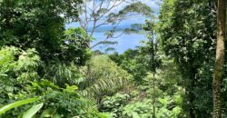 Spectacular Coastal Rainforest Estate Property