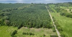 Titled Property Near The Golfo Dulce Coast