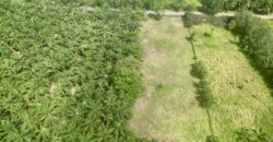 Titled Property Near The Golfo Dulce Coast