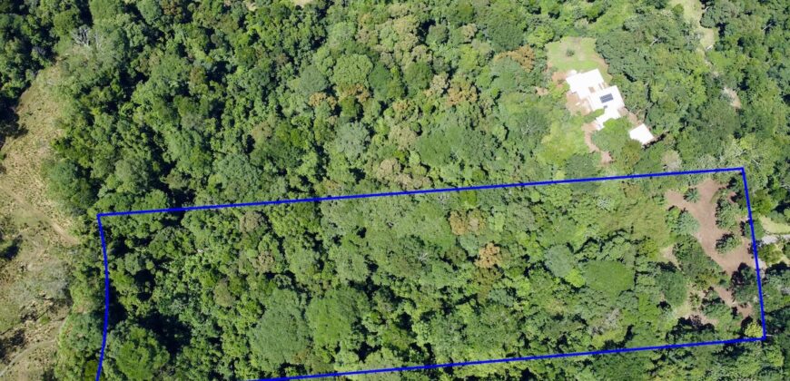 12 Acres of Rainforest Near Town and Nice Community