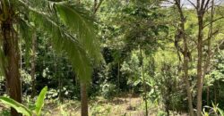 12 Acres of Rainforest Near Town and Nice Community