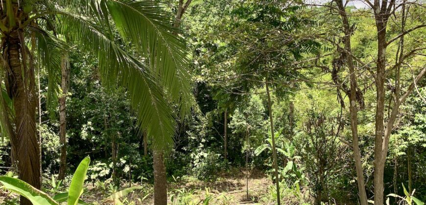 12 Acres of Rainforest Near Town and Nice Community