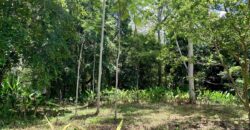 12 Acres of Rainforest Near Town and Nice Community