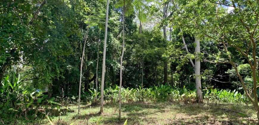 12 Acres of Rainforest Near Town and Nice Community