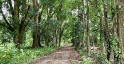 12 Acres of Rainforest Near Town and Nice Community