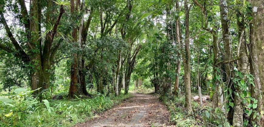 12 Acres of Rainforest Near Town and Nice Community