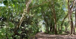 12 Acres of Rainforest Near Town and Nice Community