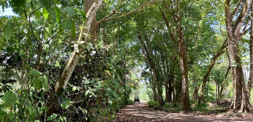 12 Acres of Rainforest Near Town and Nice Community